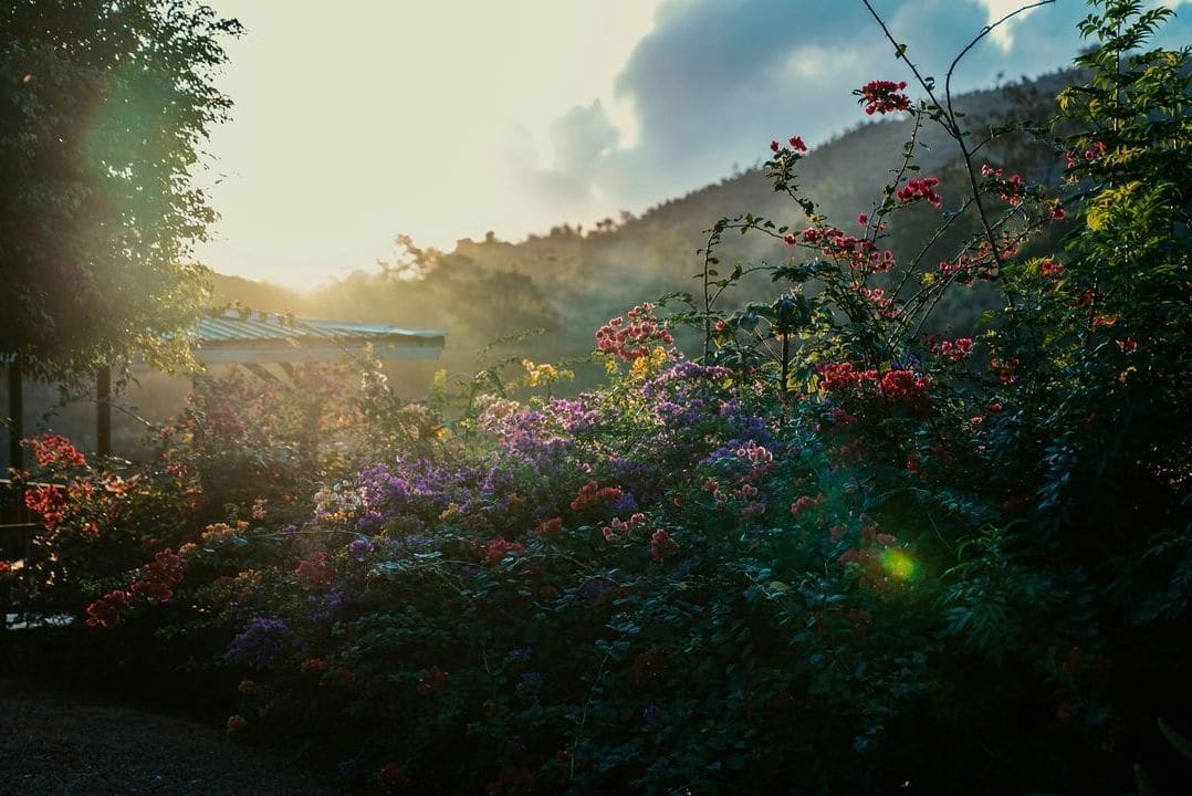 Custom garden design and planting plans